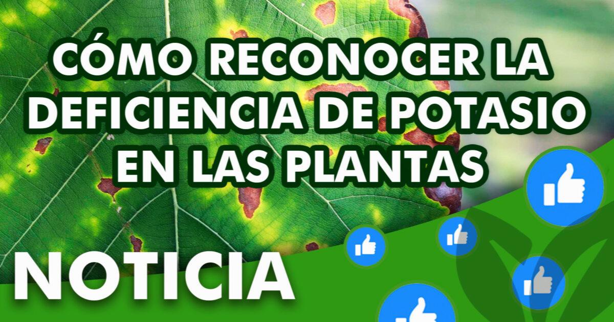 Como Reconocer La Deficiencia De Potasio En Las Plantas Bioseven 2750