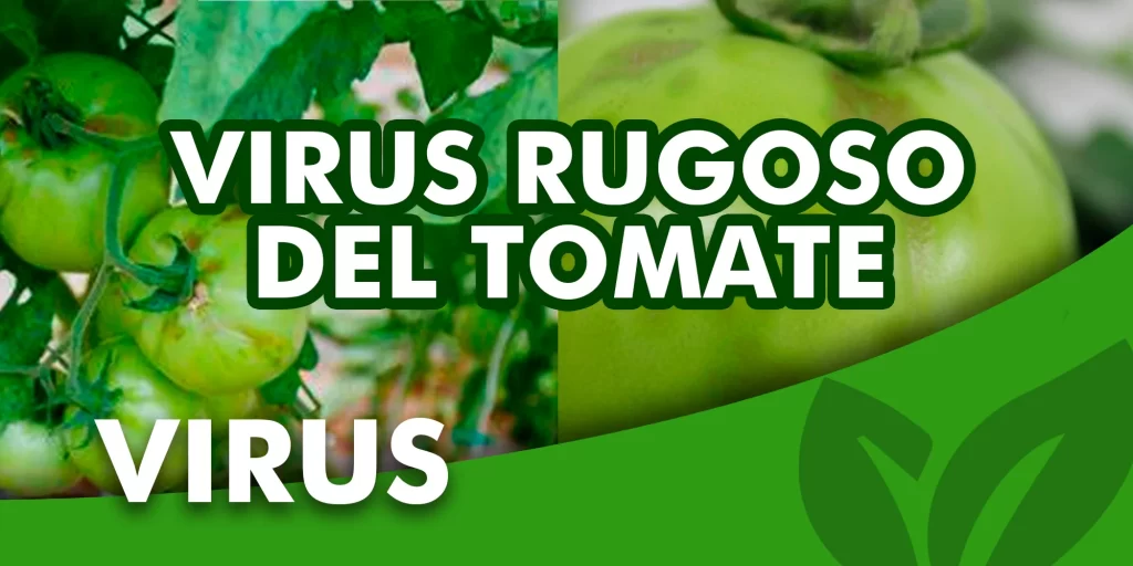 Virus Rugoso del Tomate