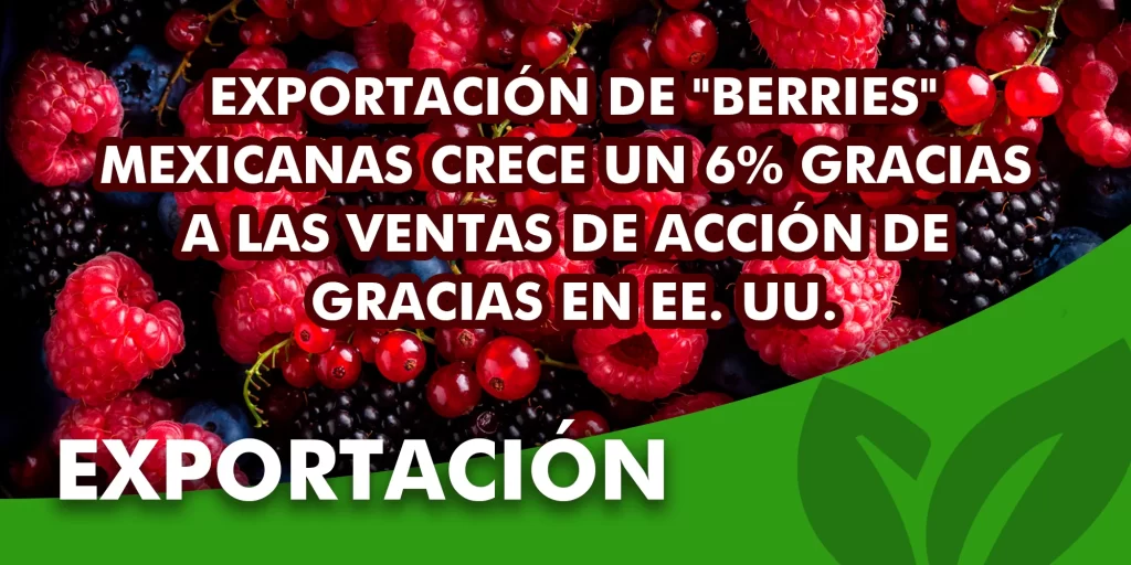 Exportación de berries mexicanas crece un 6%