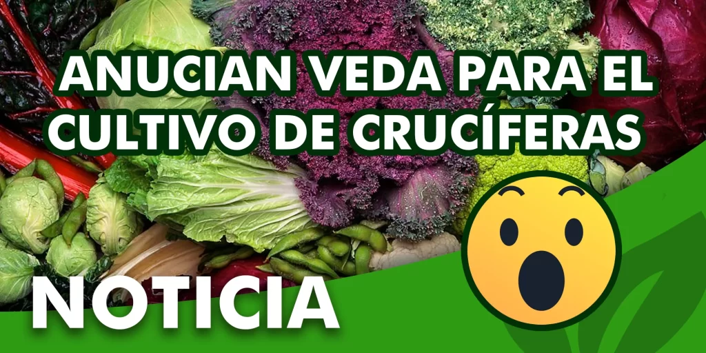 Anuncian veda para el cultivo de Cruciferas