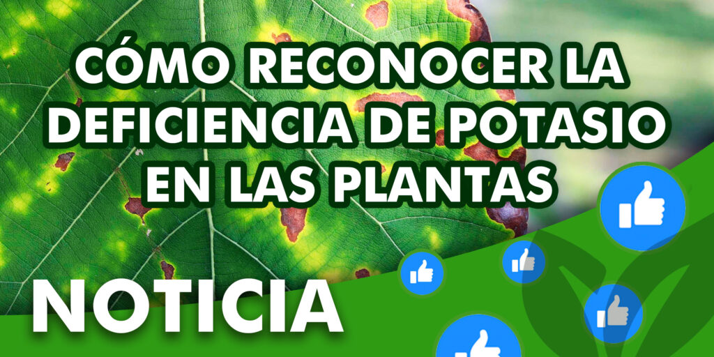 Cómo reconocer la deficiencia de potasio en plantas