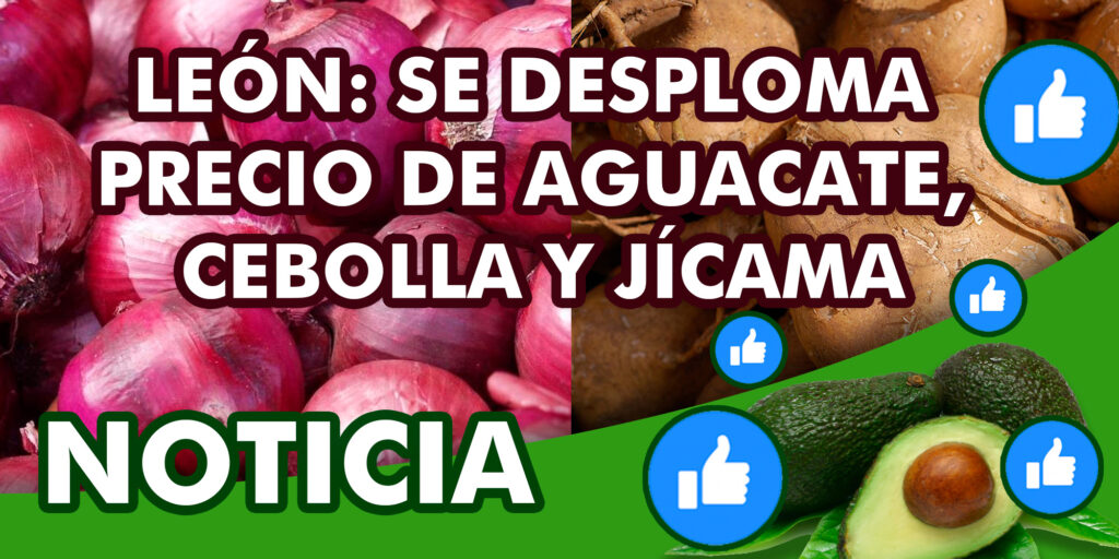 Se desploma el precio del aguacate