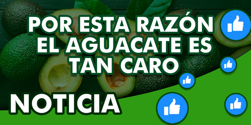 Porque el aguacate es caro